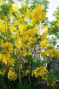 春天的黄色花朵开图片