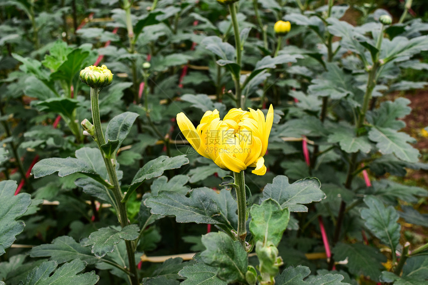 温室里的菊花农场图片