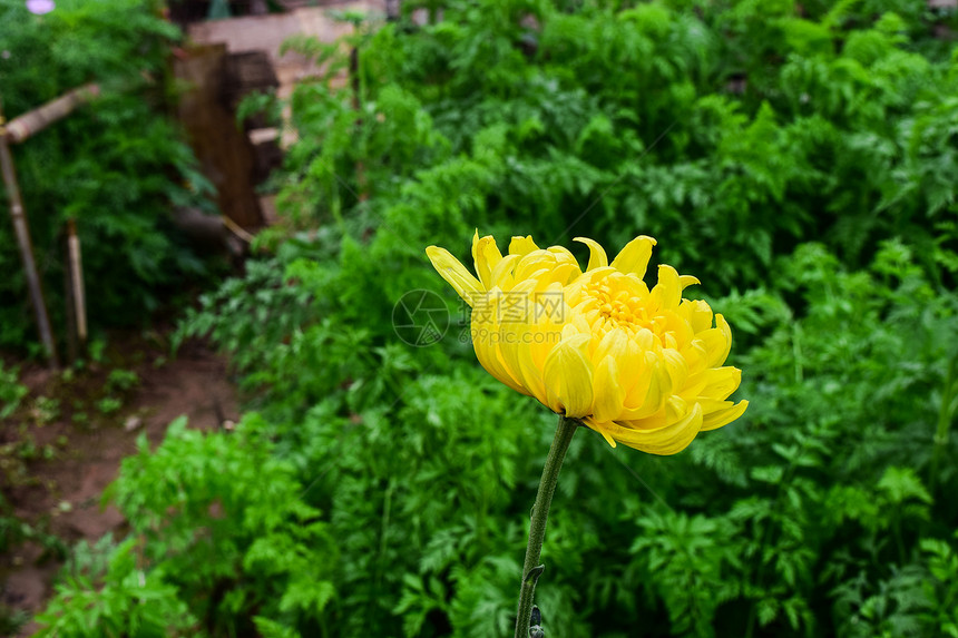 温室里的菊花农场图片