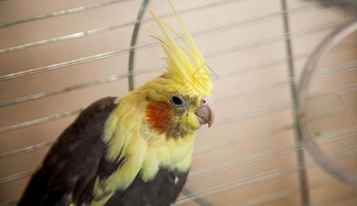 金属鸟坐在金属笼子里的黄色龙卷面鹦鹉背景