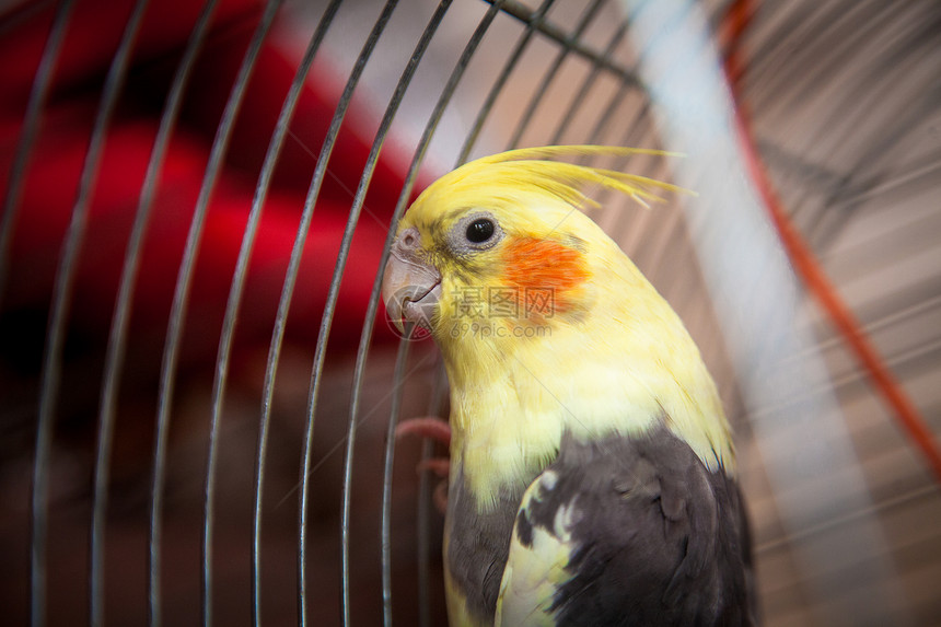 紧贴照片美丽的黄鹦鹉坐在笼子里图片