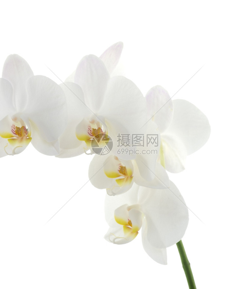 白兰花底孤立的花朵图片