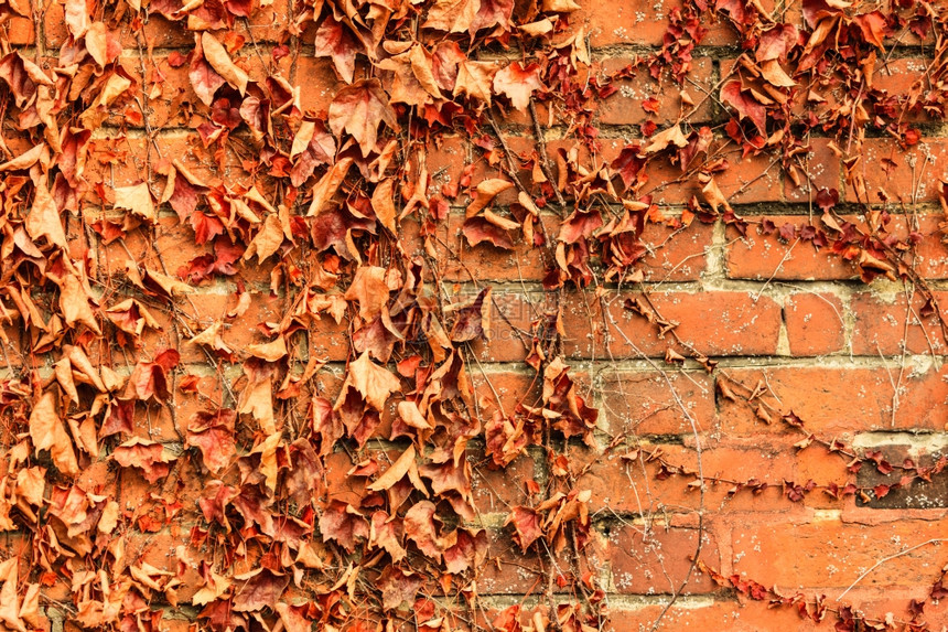 红砖壁背景有干枯的常春藤叶植物图片