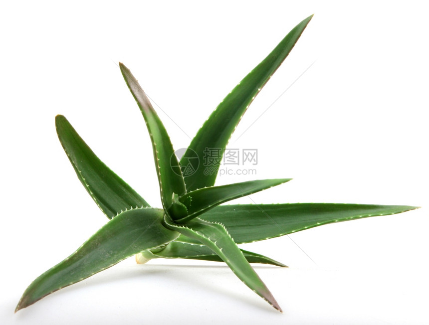 Aloeveraveravera中图片