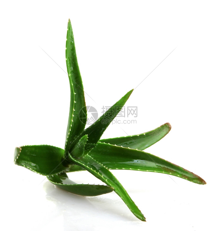 Aloeveraveravera中图片