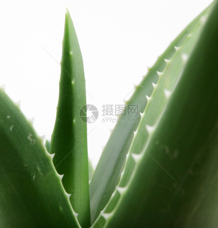 Aloeveraveravera中图片