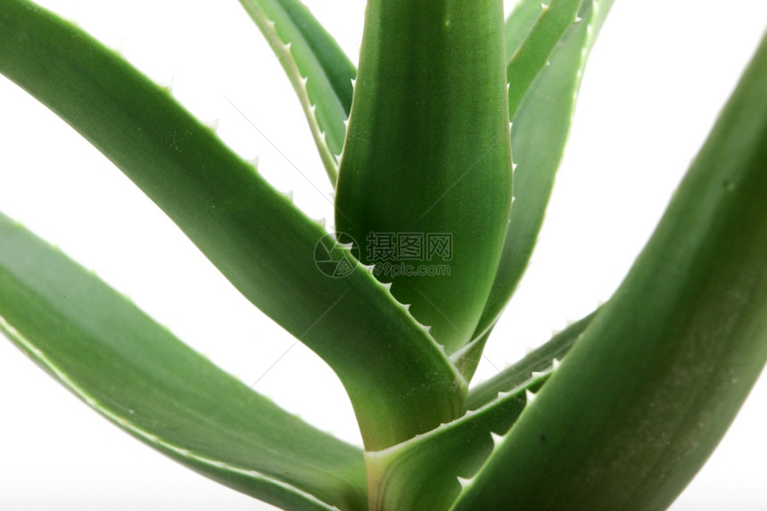 Aloeveraveravera中图片