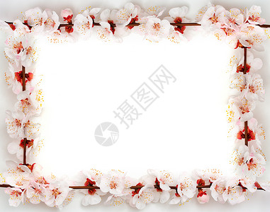 樱桃叶矩形相框由sakura提供的框架设计元素背景