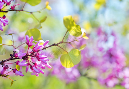 粉红花普莱瑟县高清图片