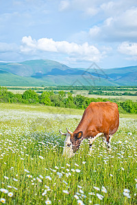 野外田野里的牛图片
