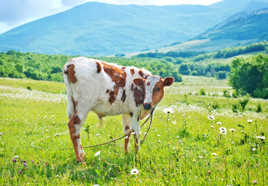 田野里放牧的奶牛图片