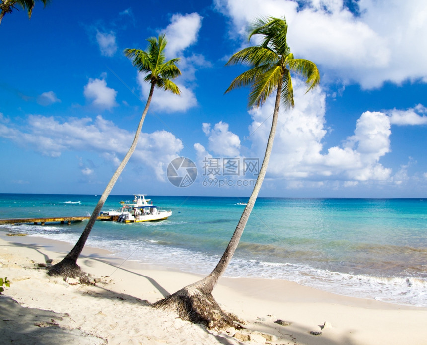 沙滩和棕榈树上有海浪的热带滩图片