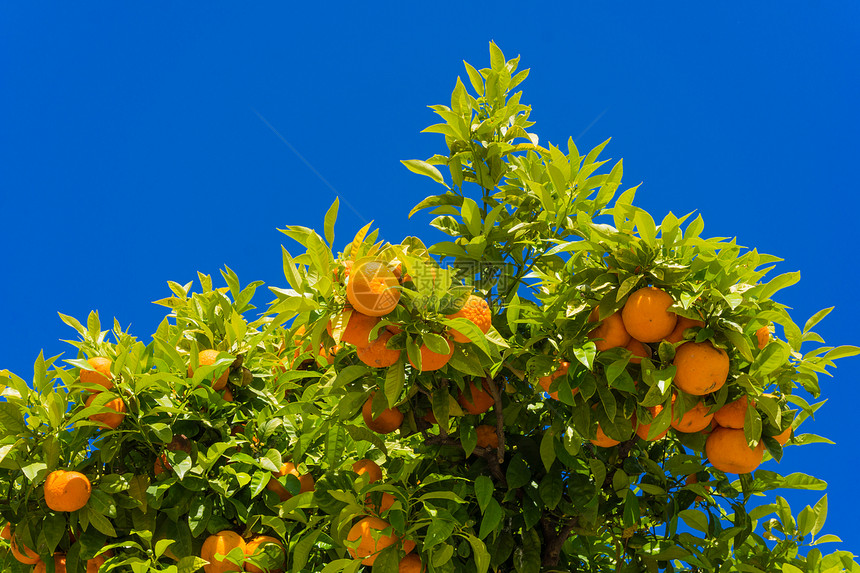橙子挂在树上番茄子挂在树上蓝色的天空背景果汁橙子图片