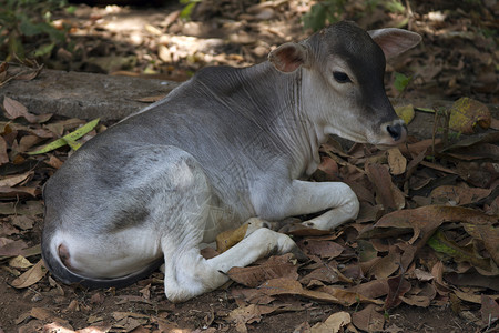 动物胜利素材印度牛群躺在地上背景
