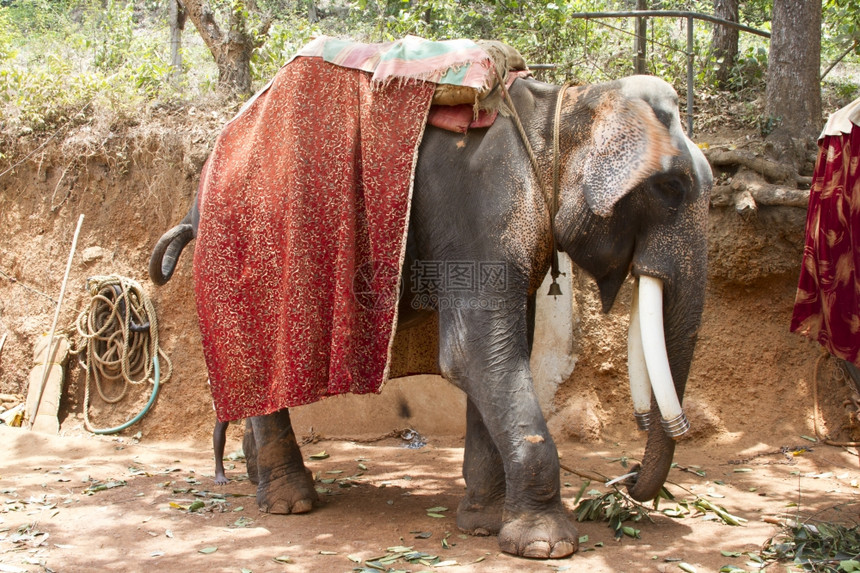 美丽的印度大象有乘客位子的印度大象等待着人们美丽的印度大象有乘客位子的印度大象等待着人们的坐位图片