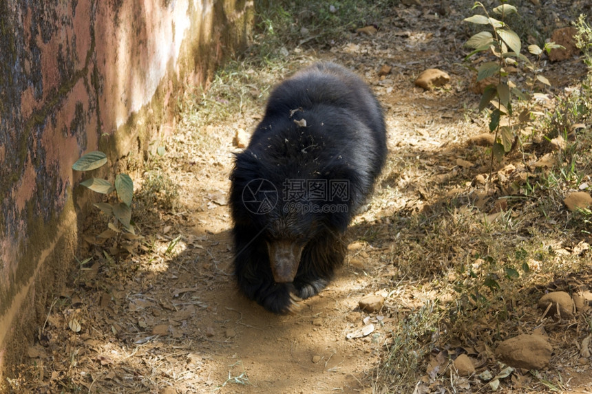 印度喜马拉雅熊在一条轨道上的动物园中运行印度果阿喜马拉雅熊在一条轨道上的动物园中运行印度果阿岛图片