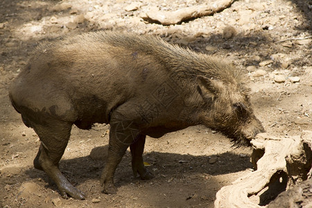 印度丛林中的野猪印度果阿图片