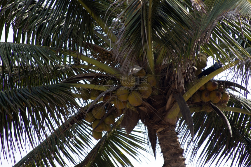 椰子棕榈树对着天空戈阿印度海滩蓝色天空下的椰子棕榈枝图片