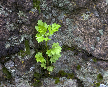 在岩石上生长的绿色植物图片
