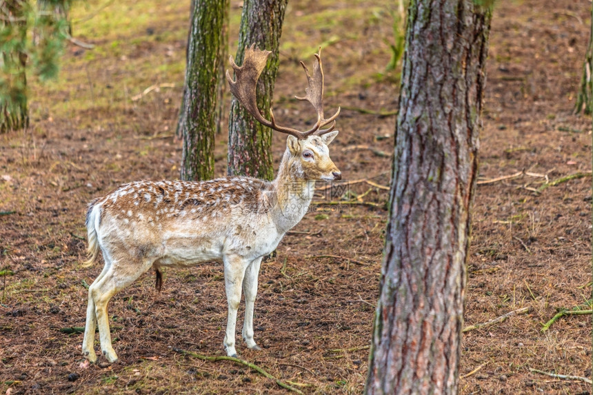 森林里的年轻雄鹿大自然中的动物美图片
