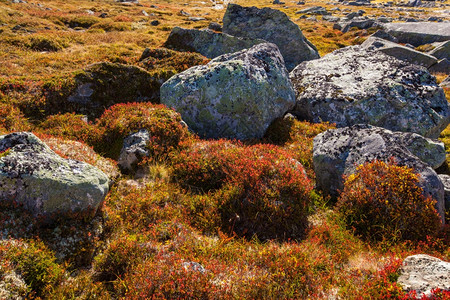 挪威高原植物背景GamleStrynefjellsvegen图片