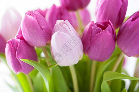 美丽的紫郁金花图片