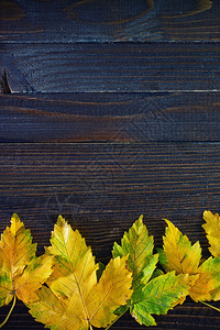 秋叶在木背景上黄叶图片