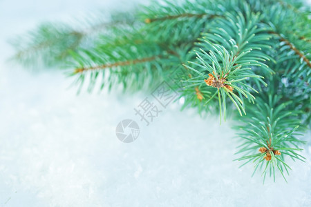 绿色条纹肌理树冬季背景雪上的圣诞节树背景