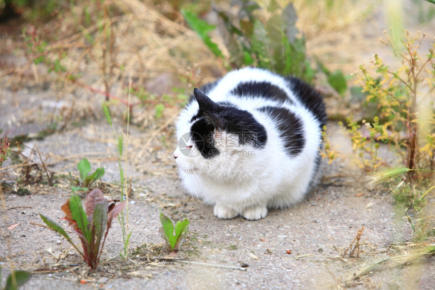 大白黑猫在户外玩得开心图片