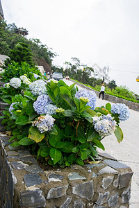 植物覆盖的阳台图片