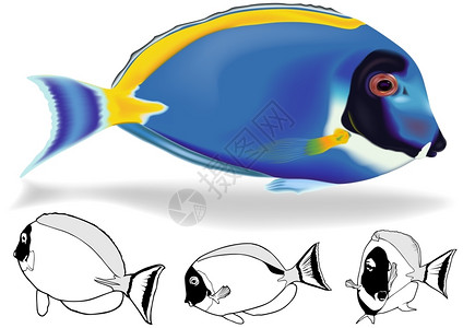 热带鱼类粉蓝色刺尾鱼高清图片