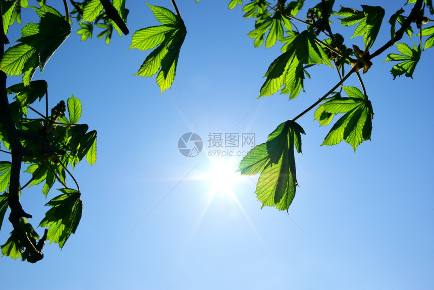 树枝和太阳的分设计要素图片