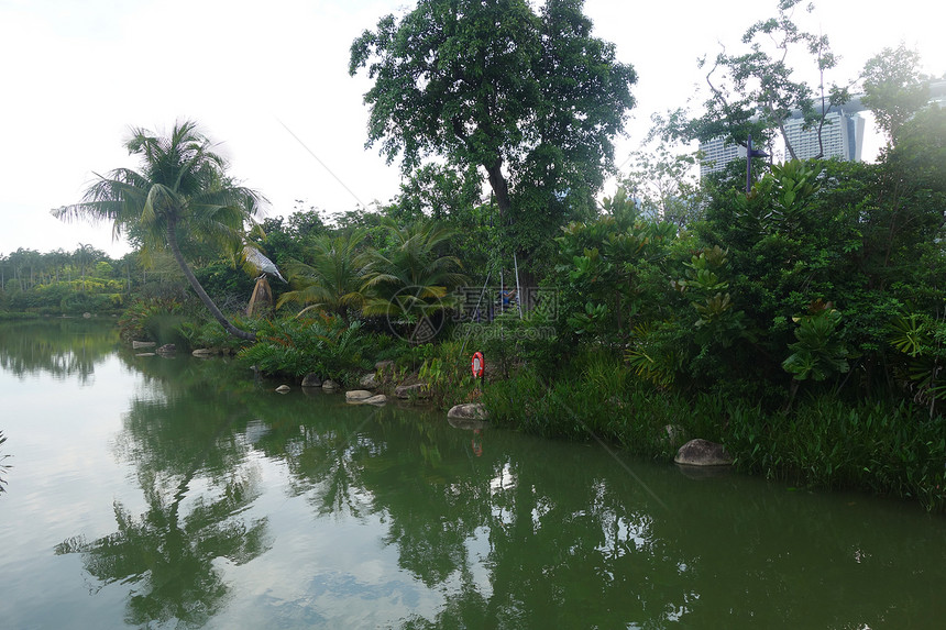 在新加坡湾边的花园中小河种植椰子棕榈树在小河边种植椰子棕榈树图片