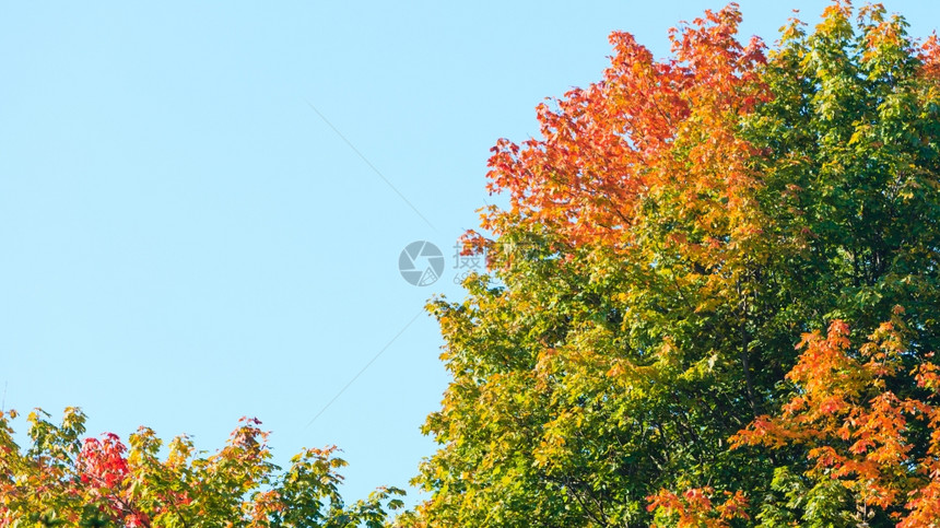 美丽的秋天树景观树对着蓝图片