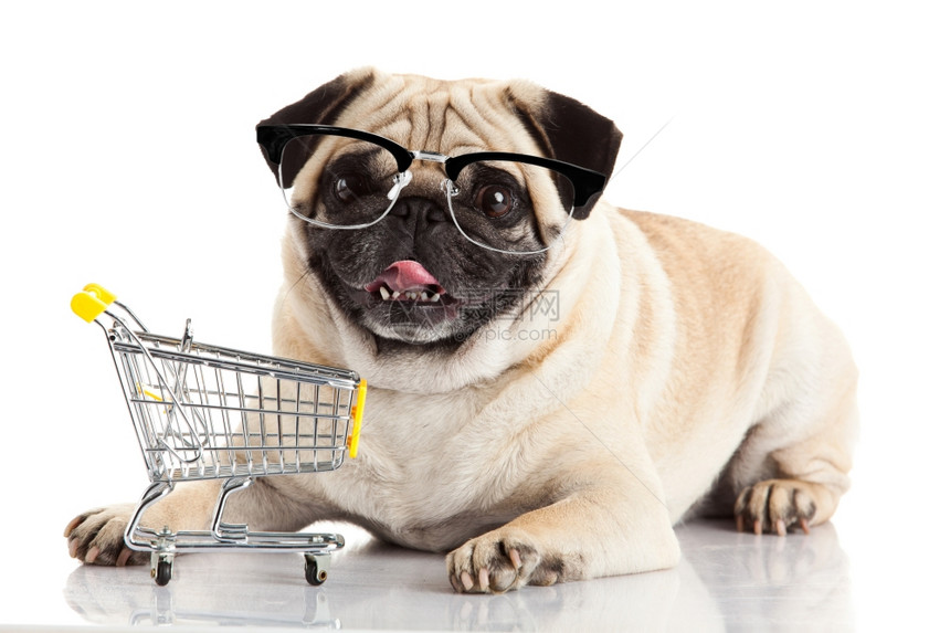 带购物车的帕格狗在白色上被孤立带眼镜的狗图片