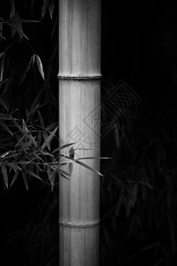 竹林的黑白图像图片