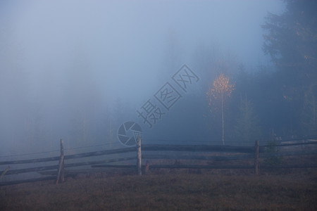 雾的清晨树木图片
