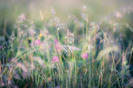 阳光照耀的草原抽象图像图片