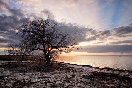 在荒野海滩上落云日与孤独的树图片