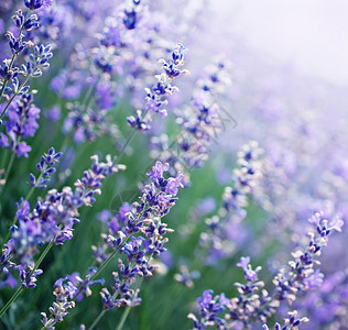 克里米亚田地紫衣的花朵图片