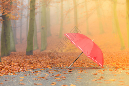 秋天概念健康的活跃生方式秋天的红伞落叶背景酸雾日阳光背景