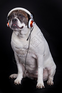 狗听音乐背景图片