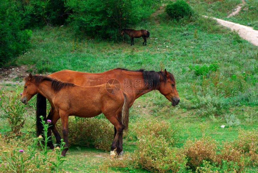 两匹马平静的场景自然构成图片