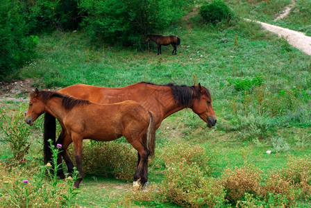 两匹马平静的场景自然构成背景图片