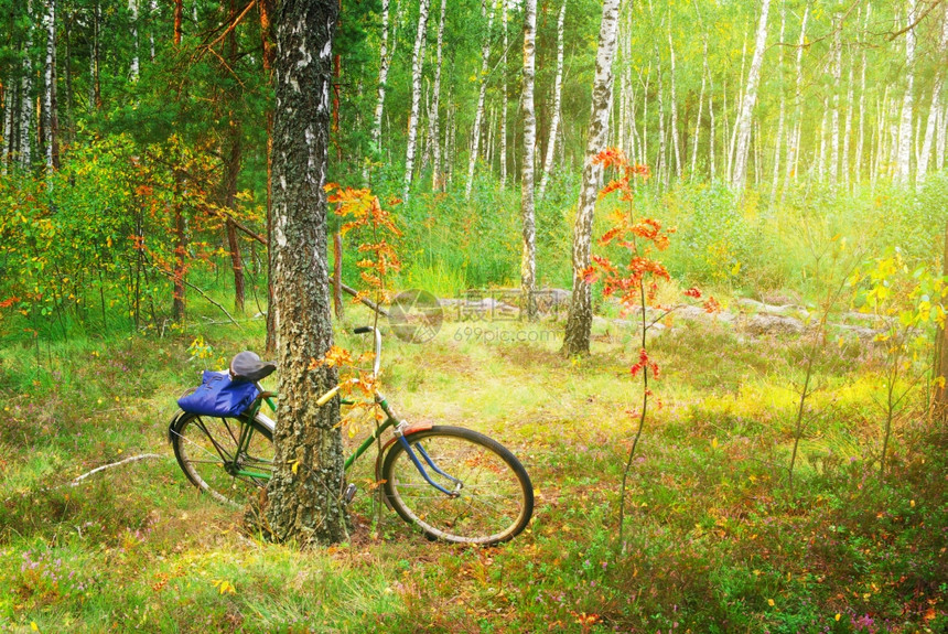 弹簧林的自行车美丽成分图片