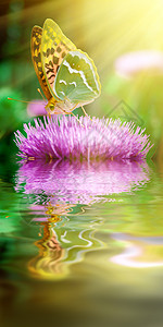 紫色水蝴蝶阳光下的蝴蝶大自然构成背景