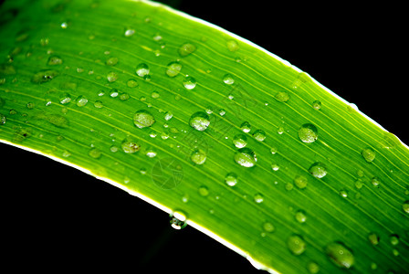 雨后黑暗的叶子大自然构成图片