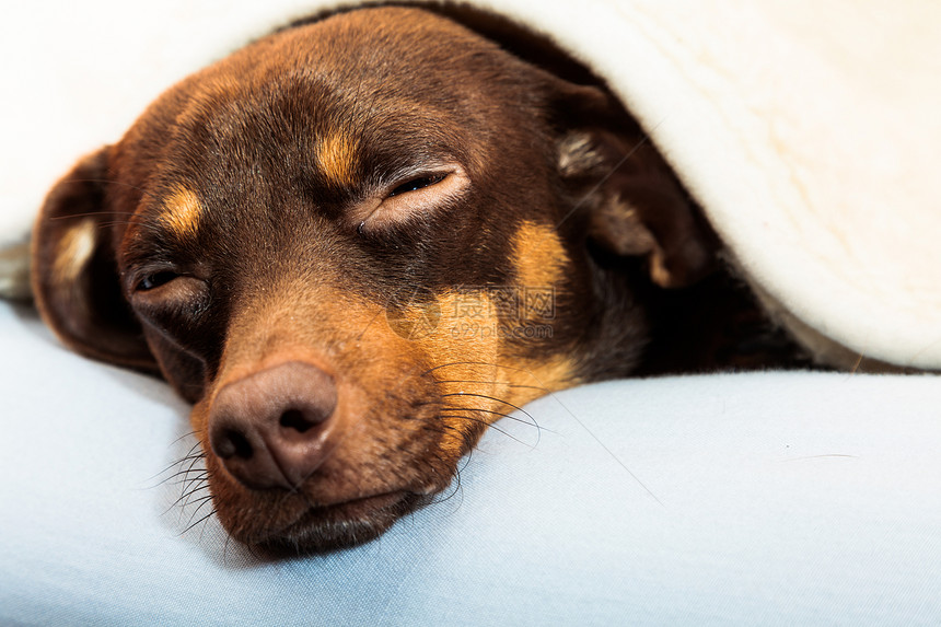 在家里的动物Dachshundchihuahua和shihtzu混合狗在室内羊毛毯下睡觉在床上休息图片