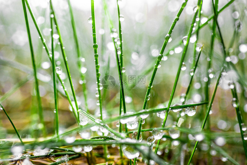 水滴覆盖的新鲜绿草宏观照片图片
