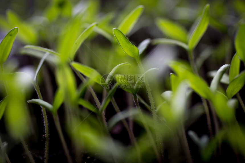 地上生长的新鲜绿芽模糊照片图片